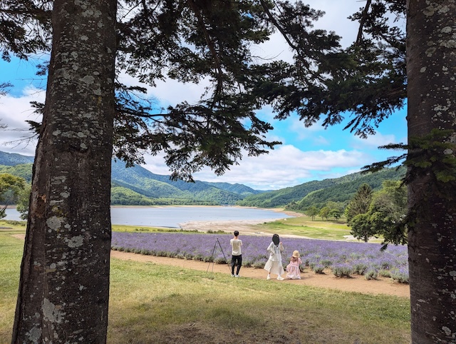 北海道南富良野町 かなやま湖 ラベンダー園
