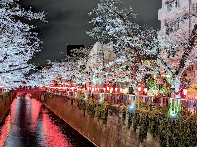 東京 目黒川の桜