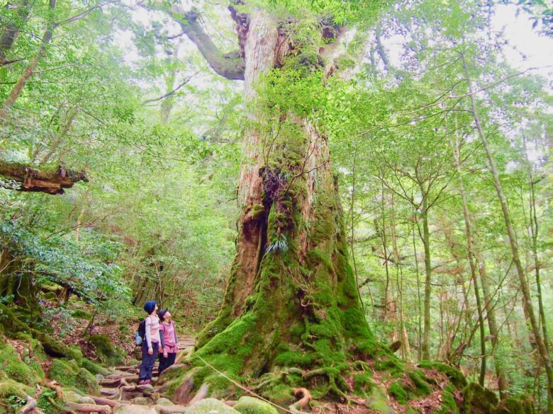 屋久島の旅行計画を支える地域メディア屋久島ファン
